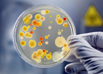 Գիտնականները ժայռի ներսում հայտնաբերել են մոլորակի ամենահին կենդանի էակներին