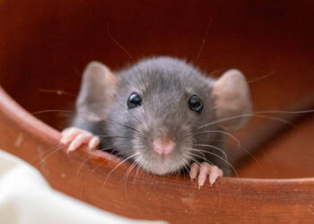 Գիտնականները առնետներին մեքենա վարել են սովորեցրել (տեսանյութ)